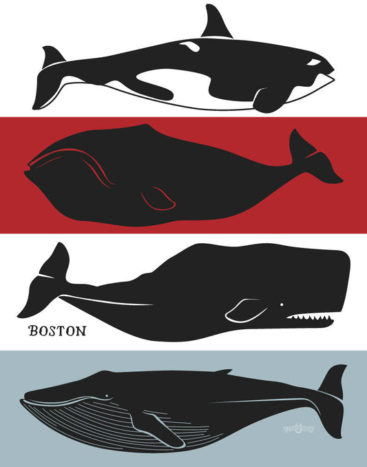 Boston Whales Print